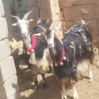 کلر شهرکردی