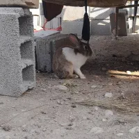 خرگوش