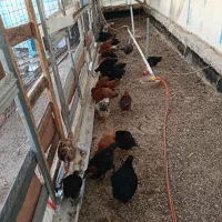 جوجه مرغ خروس گلپایگانی  بلک استار اصلاح نژاد شده