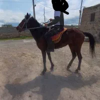 120000000|اسب و تجهیزات اسب‌سواری|مشگین شهر, |دیوار