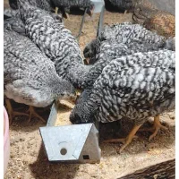 10عدد جوجه در سلامت کامل 50 روزه