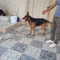 سگ ژرمن|سگ|شریف‌آباد, |دیوار