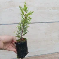 کاج لاوسون (طلایی) نایلکسی