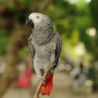 خریدارکاسکو بالغ و فروش جوجه های سرلاکی