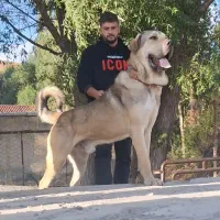 پژدر قول پیکر
