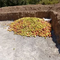 خرید سیب درختی ضایعاتی