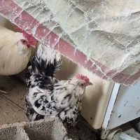 مرغ و خروس گلین