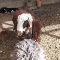 بره نر