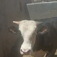 گوساله چاق