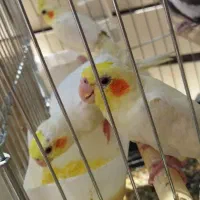 جوجه لوتینو