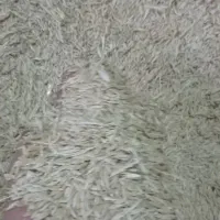 جو محلی ذرت پاک ودرجه یک