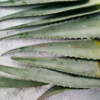 آلوئوورآ