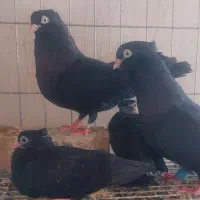 جوجه کبوتر
