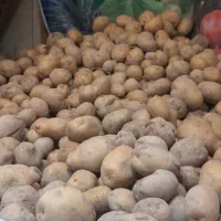 سیب زمینی تو زرد