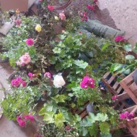 گل رز هلندی