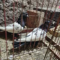 کفتر  رنگه