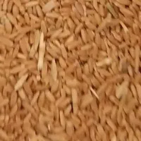 خریدوفروش هرنوع گندم در محل دزفول شوشتر