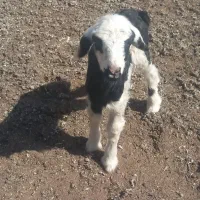 بره شیری ترکی ماده