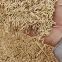 برنج کامفیروزی 320