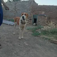 سگ گله