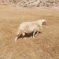 قوچ سنجابی
