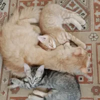 واگذاری فوری بچه گربه های نژاددار
