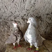 کبوتر