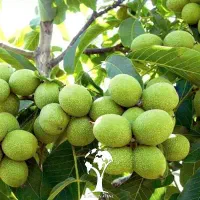 فروش ارقام نهال