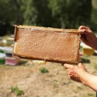 عسل ۱۰۰ درصد طبیعی بهاره