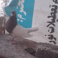 کله سرخ