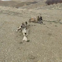 واگذاری سگ گله ای