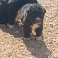 واگذاری  سگ قدرجونی