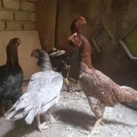 مرغ وخروس لاری اصل افغان