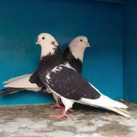 یه تیپ کفتر مایه