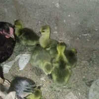 بت و غوغاز