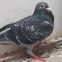 کبوتر