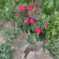 بومادران .تازه امسالی