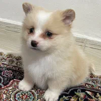 سگ پامر عروسکی واگذاری