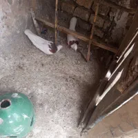 طوقی|پرنده|آران و بیدگل, |دیوار