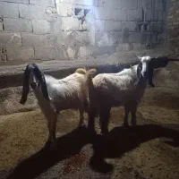 بزغاله