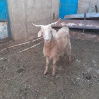 بزغاله نرفروشی|حیوانات مزرعه|جوادآباد, |دیوار