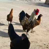 جوجه مرغ و مرغ خروس محلی اصیل