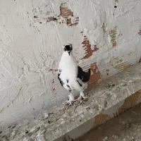 کبوتر سسلی و ریحانی