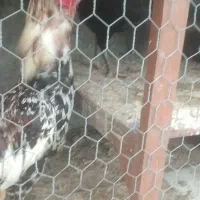ابریشمی لاری خروس سیبرایت اسراعیلی محلی جوجه