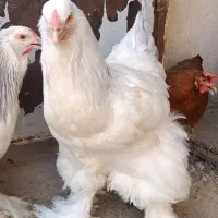 فروش مرغ و خروس برهما