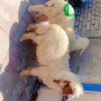 بره نروماده عراقی چاق چاق