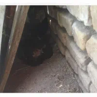 مرغ لاری کرک کرچ اماده خوابیدن روی تخم