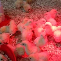 جوجه گوشتی 9 روزه راس