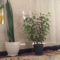 یک گل خوشگل بسیار زیبا