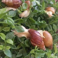 حلزون|خزنده|اراک, |دیوار